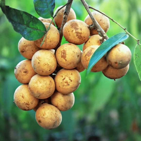 Imagem Muda de Alta Qualidade