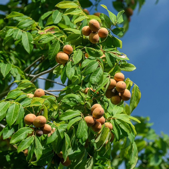 Imagem Fruto da Pitomba