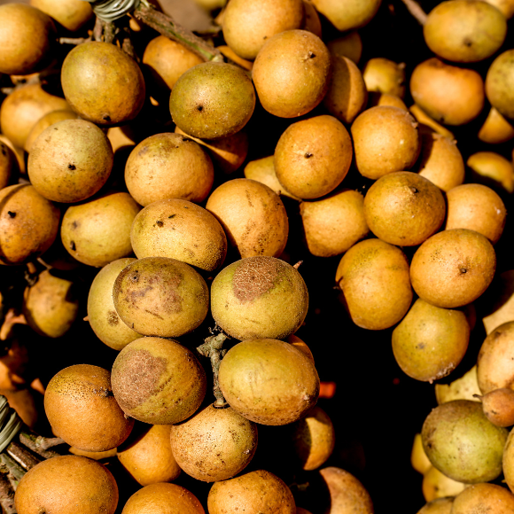 Imagem Fruto da Pitomba