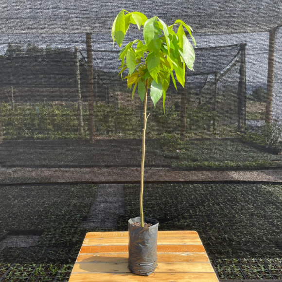 Imagem Muda do Ing&aacute; Branco