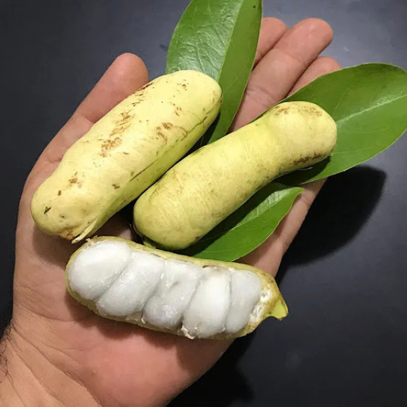 Imagem Fruto do Ing&aacute; Branco