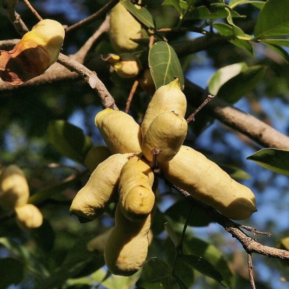 Imagem Fruto do Ing&aacute; Branco