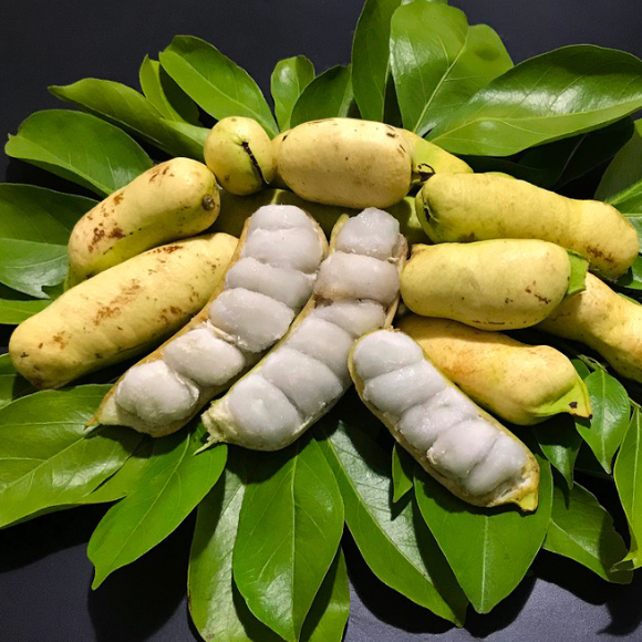 Imagem Fruto do Ing&aacute; Branco