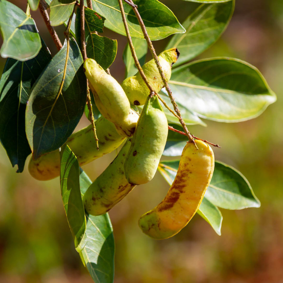 Imagem Muda de Alta Qualidade
