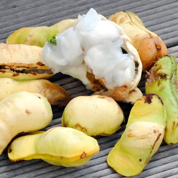 Imagem Fruto do Ing&aacute; Branco