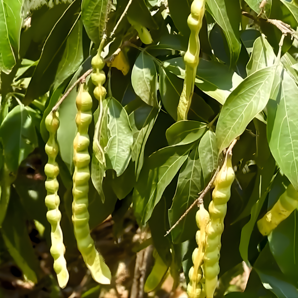 Imagem Fruto do Ing&aacute; Feij&atilde;o