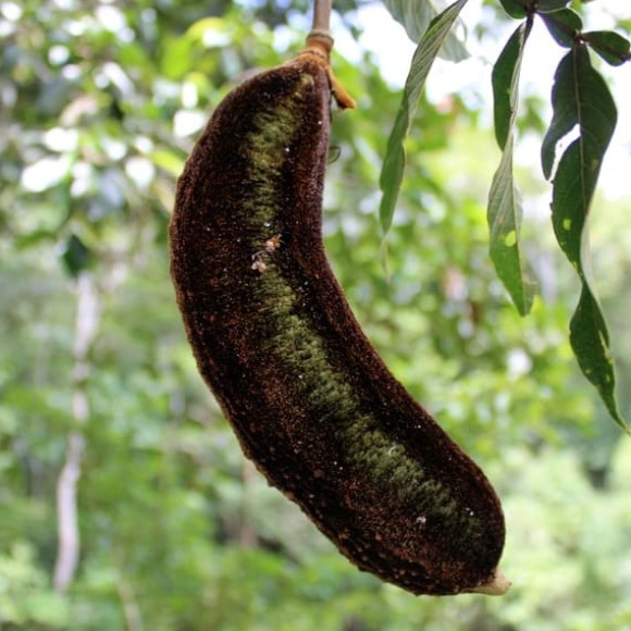 Imagem Fruto do Ing&aacute; Macaco