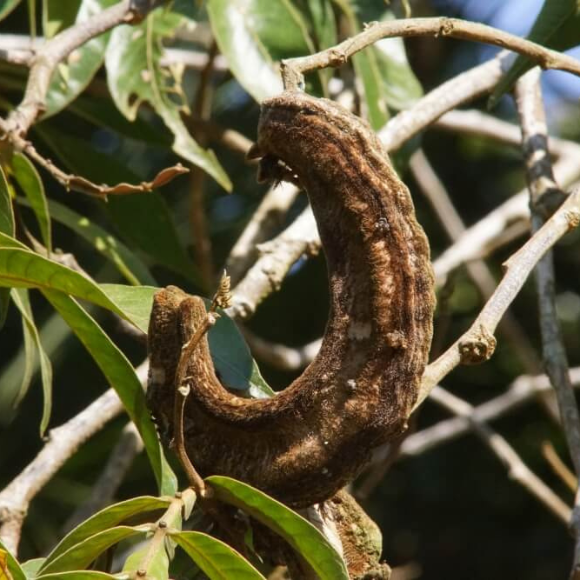 Imagem Fruto do Ing&aacute; Macaco