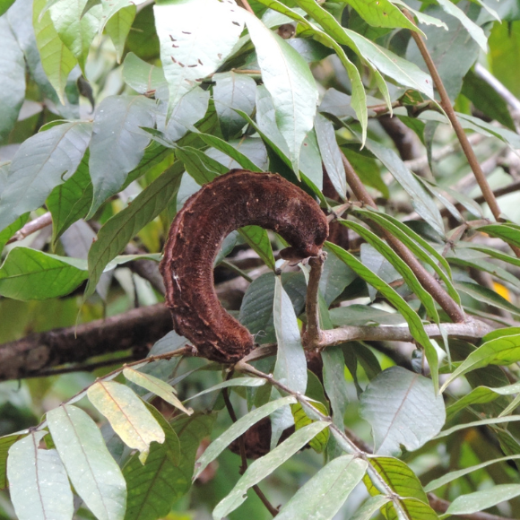 Imagem Fruto do Ing&aacute; Macaco