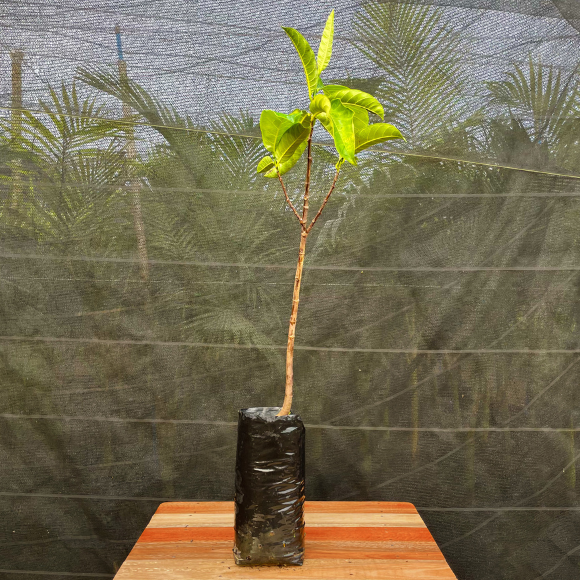 Imagem Muda da Jaca Mole