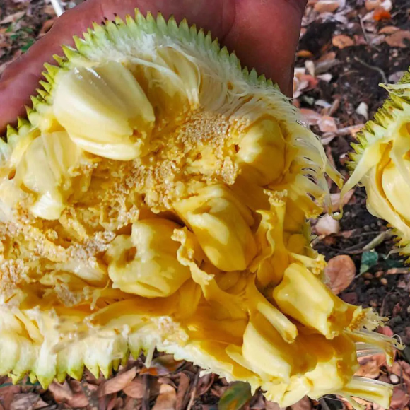 Imagem Fruto da Jaca Mole