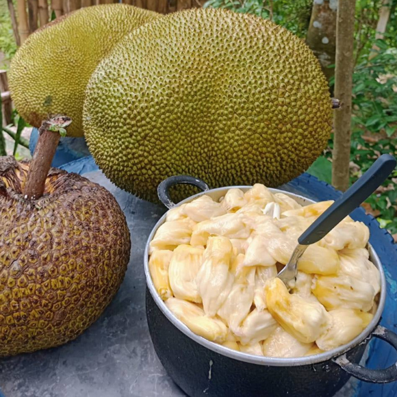 Imagem Fruto da Jaca Mole