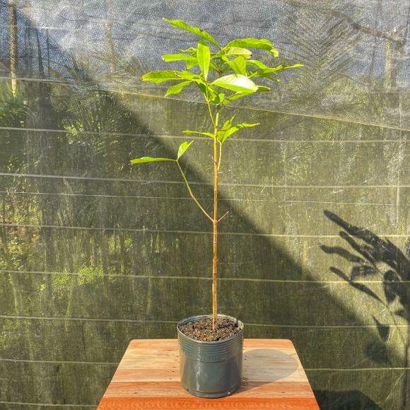 Imagem Muda do Jambol&atilde;o