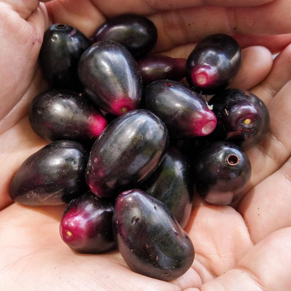 Imagem Fruto do Jambol&atilde;o