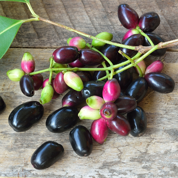 Imagem Fruto do Jambol&atilde;o