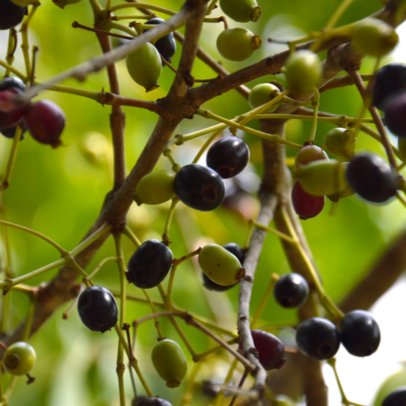 Imagem Muda de Alta Qualidade