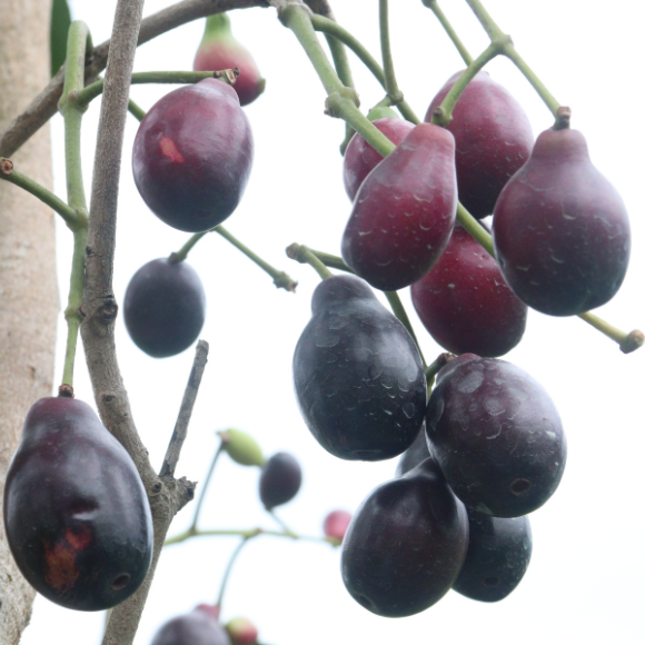 Imagem Fruto do Jambol&atilde;o