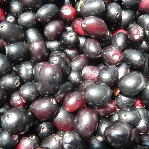 Imagem Fruto do Jambol&atilde;o