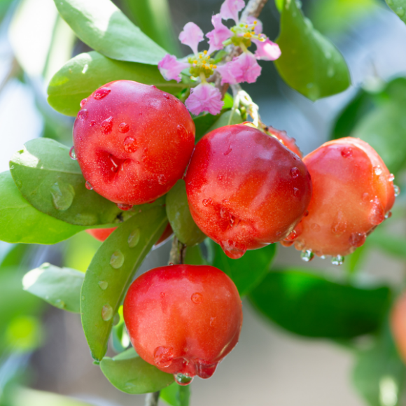 Imagem Fruto da Acerola Comum