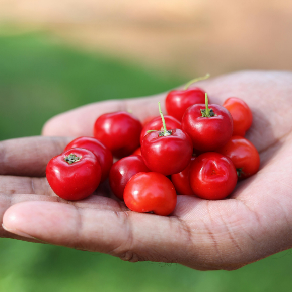 Imagem Fruto da Acerola Comum