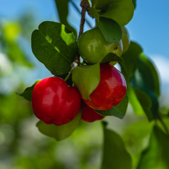 Imagem Fruto da Acerola Comum