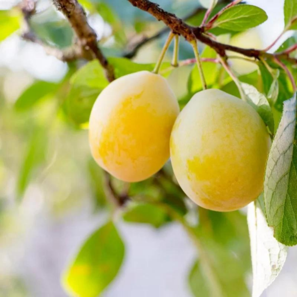Imagem Fruto da Acerola Comum