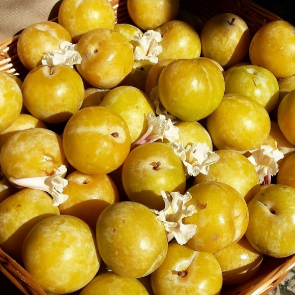 Imagem Fruto da Ameixa Amarelinha