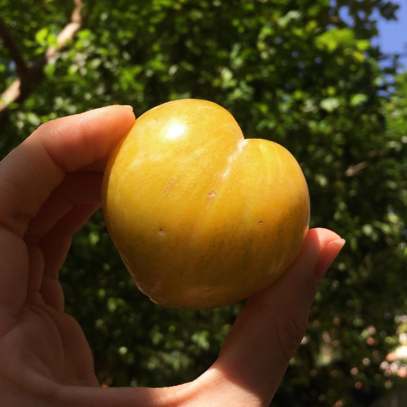 Imagem Fruto da Ameixa Amarelinha