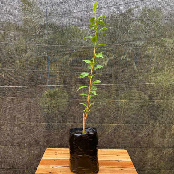 Imagem Muda da Ameixa Cora&ccedil;&atilde;o de Boi