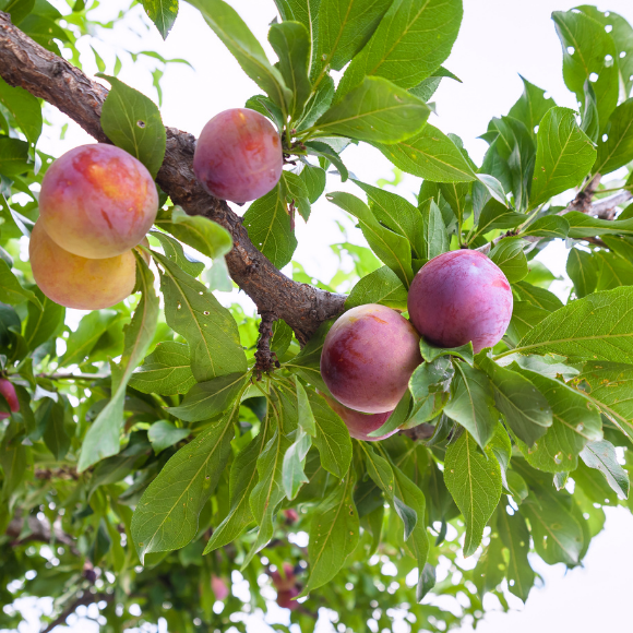 Imagem Fruto da Ameixa Cora&ccedil;&atilde;o de Boi