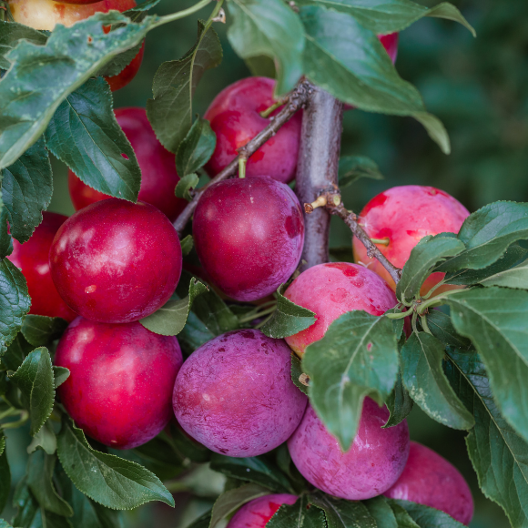 Imagem Fruto da Ameixa Cora&ccedil;&atilde;o de Boi