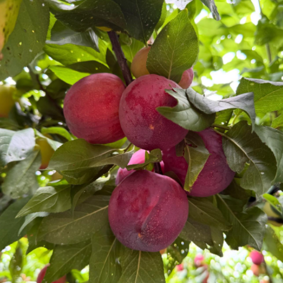 Imagem Fruto da Ameixa Fortune