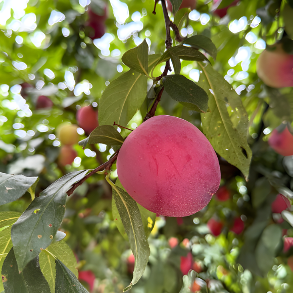 Imagem Fruto da Ameixa Fortune