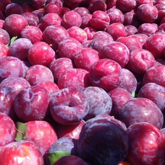 Imagem Fruto da Ameixa Fortune