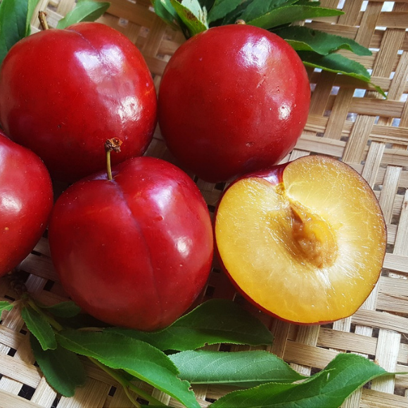 Imagem Fruto da Ameixa Reubennel