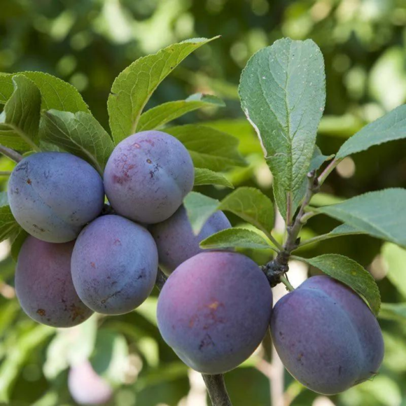 Imagem Fruto da Ameixa Roxa Comum