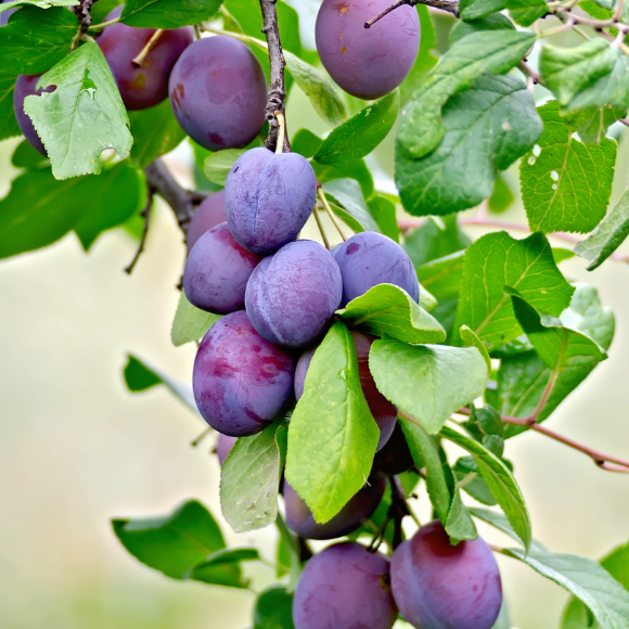 Imagem Fruto da Ameixa Roxa Comum