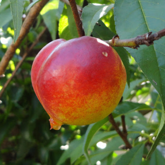 Imagem Fruto da Nectarina Aurojima