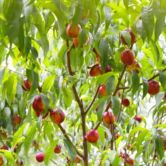 Imagem Fruto da Nectarina Aurojima