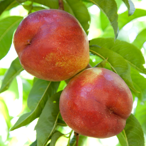 Imagem Fruto da Nectarina Nina
