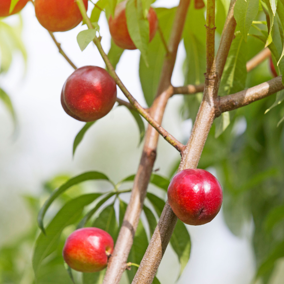 Imagem Fruto da Nectarina Nina