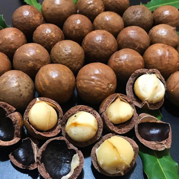 Imagem Fruto da Noz de Macad&acirc;mia