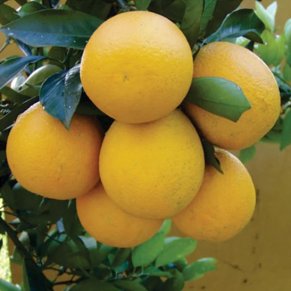 Imagem Fruto da Laranja Iapar 73
