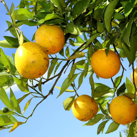 Imagem Fruto da Laranja Iapar 73