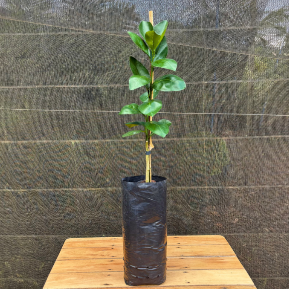 Imagem Muda da Laranja Monte Parnaso