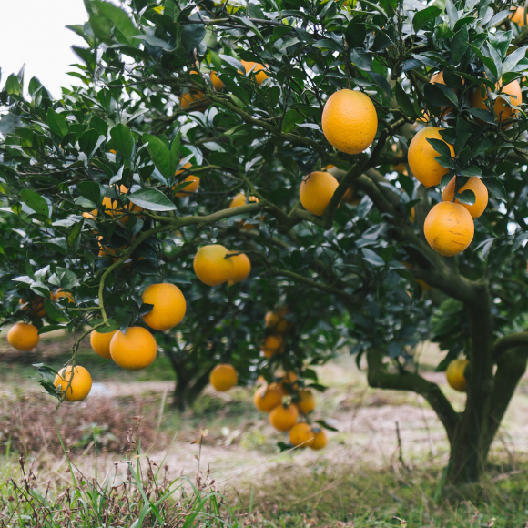 Imagem Muda de Alta Qualidade