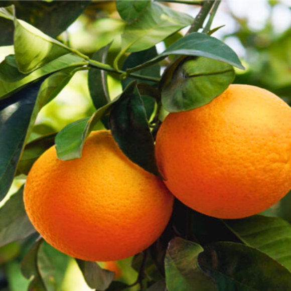 Imagem Fruto da Laranja Monte Parnaso