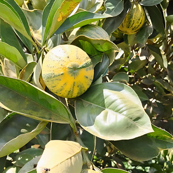 Imagem Fruto da Laranja Melancia
