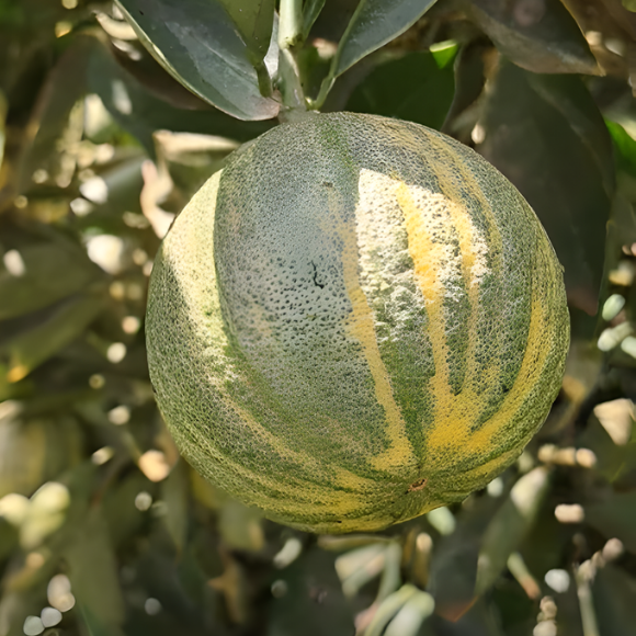 Imagem Fruto da Laranja Melancia