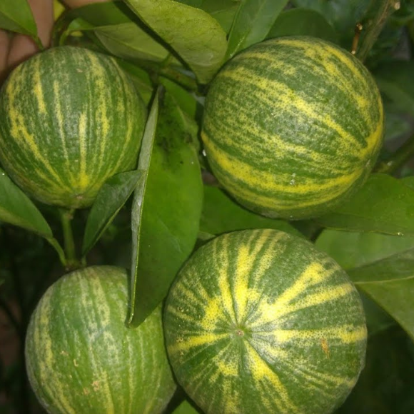 Imagem Fruto da Laranja Melancia